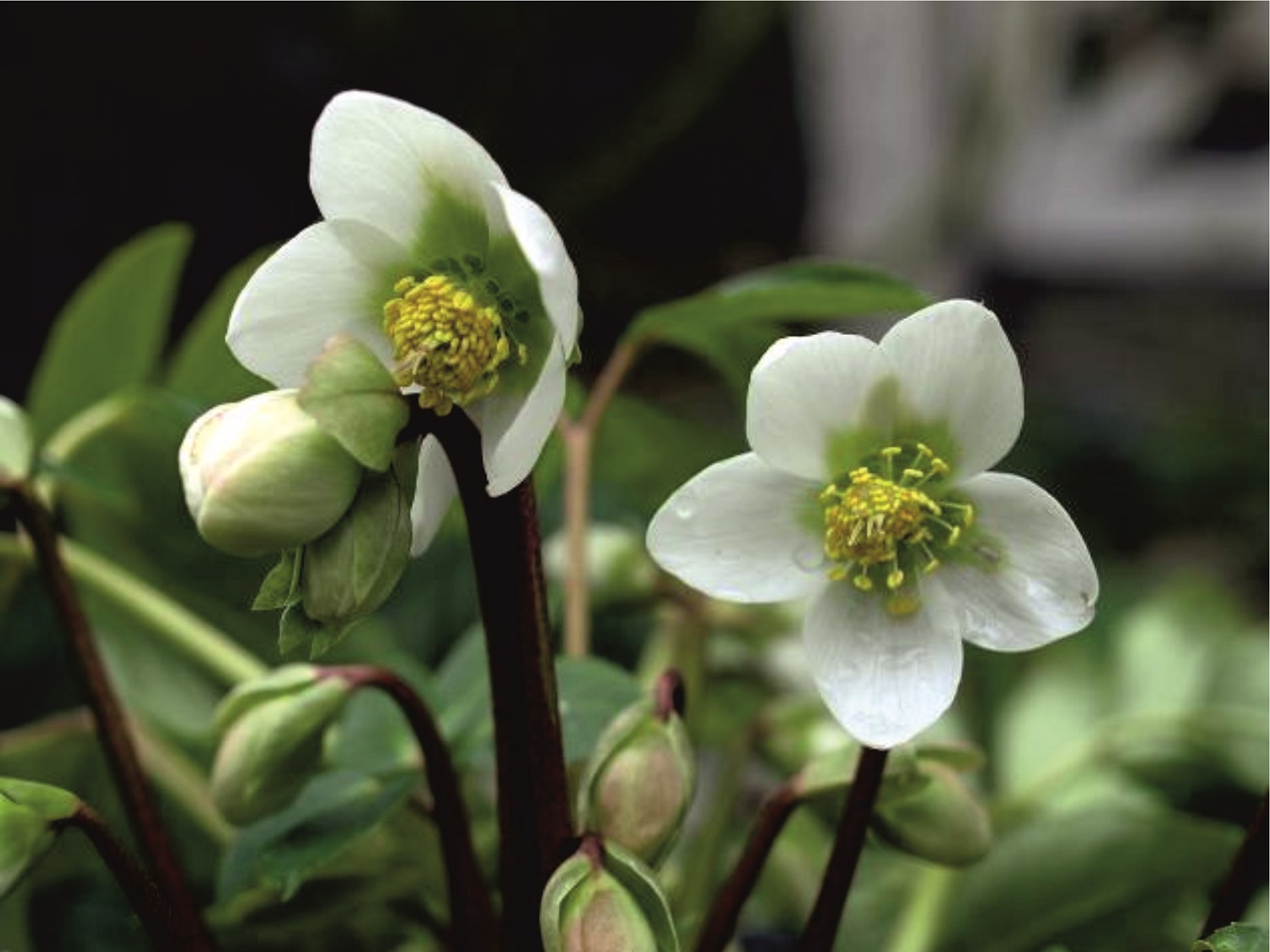 Helleborus niger weiss bub herb